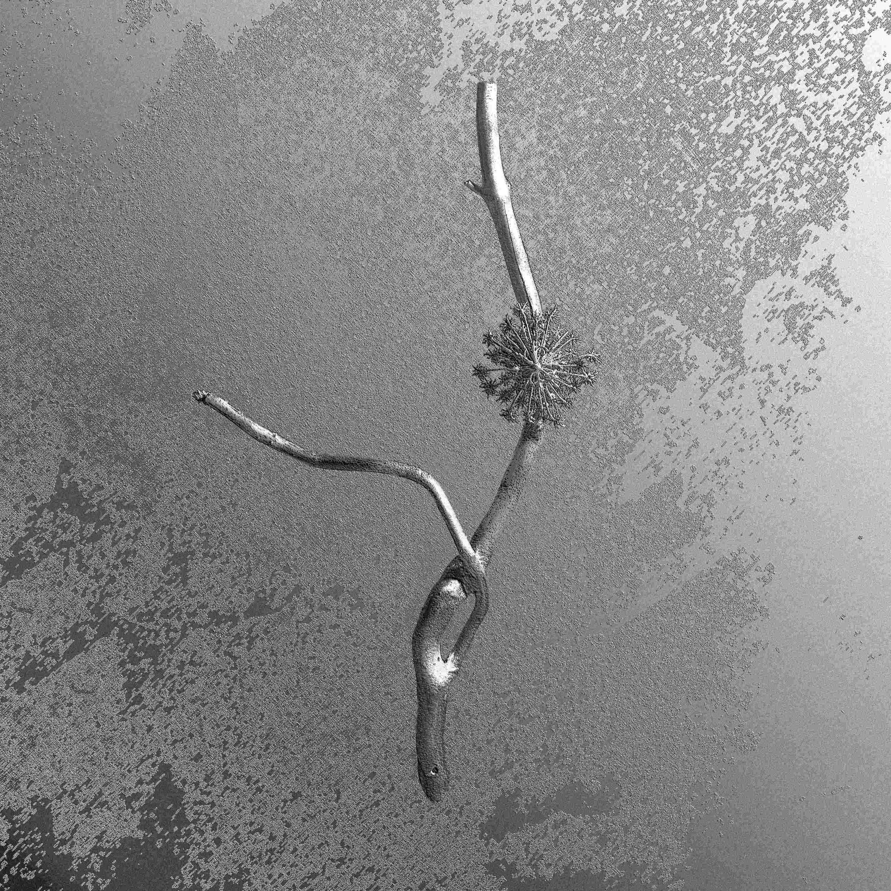 la maccaia gaia banfi intervista